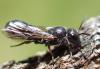 Chelostoma sp.